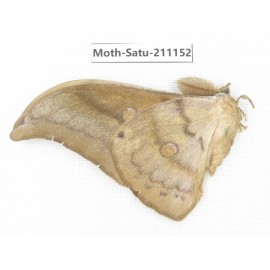 Saturniidae sp. China, Yunnan, Nujiang valley, N of Mt.Biluoxueshan. 1Pcs. Moth-Satu-211152.