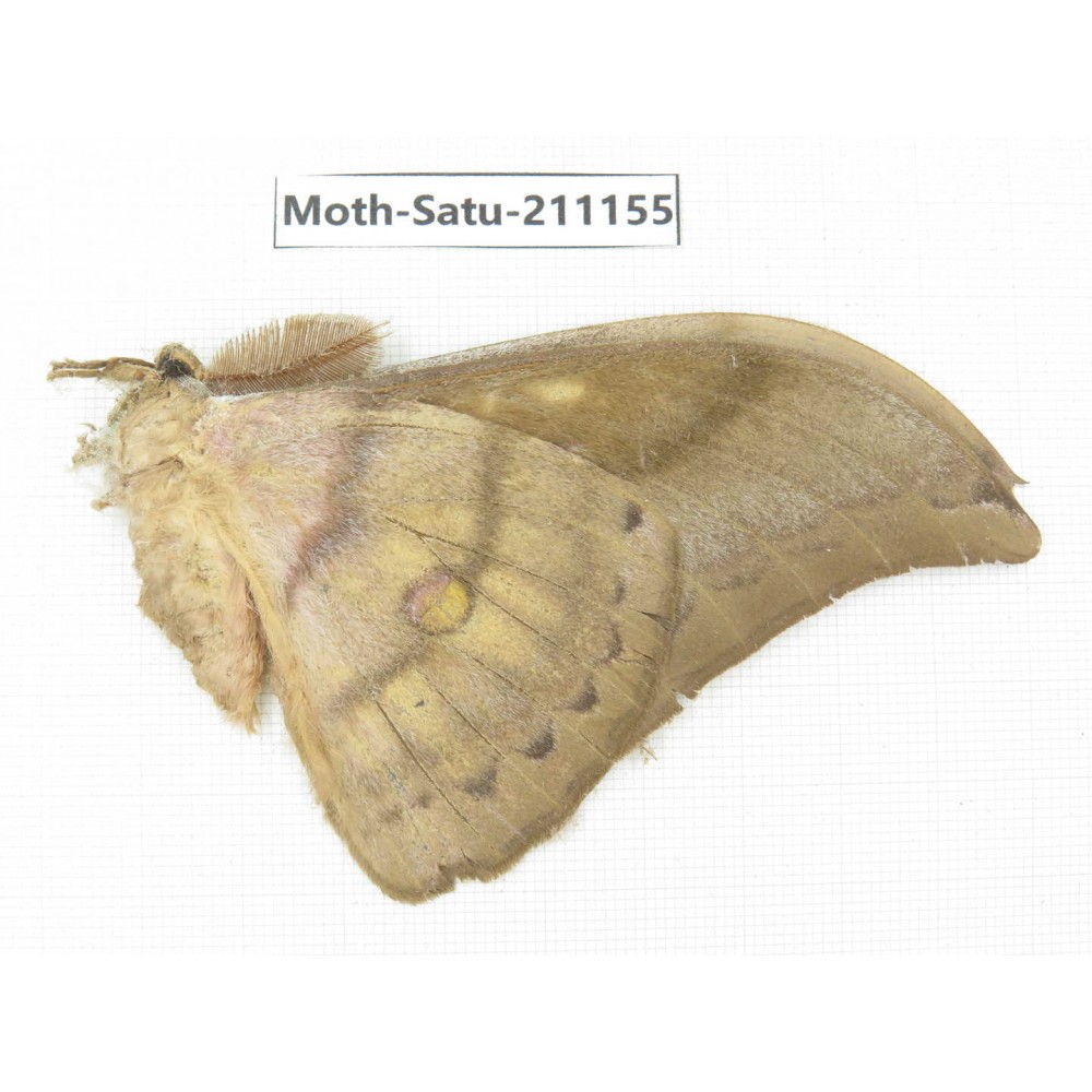 Saturniidae sp. China, Yunnan, Nujiang valley, N of Mt.Biluoxueshan. 1Pcs. Moth-Satu-211155.