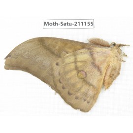 Saturniidae sp. China, Yunnan, Nujiang valley, N of Mt.Biluoxueshan. 1Pcs. Moth-Satu-211155.