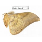 Saturniidae sp. China, Yunnan, Nujiang valley, N of Mt.Biluoxueshan. 1Pcs. Moth-Satu-211156.