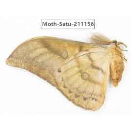 Saturniidae sp. China, Yunnan, Nujiang valley, N of Mt.Biluoxueshan. 1Pcs. Moth-Satu-211156.