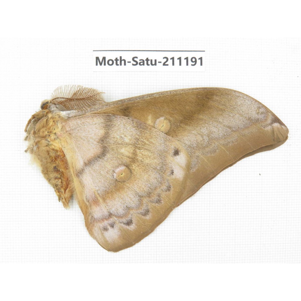 Saturniidae sp. China, Yunnan, Nujiang valley, N of Mt.Biluoxueshan. 1Pcs. Moth-Satu-211191.