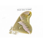 Saturniidae sp. China, Yunnan, Nujiang, N of Mt.Biluoxueshan.1Pcs. Moth-Satu-211848.
