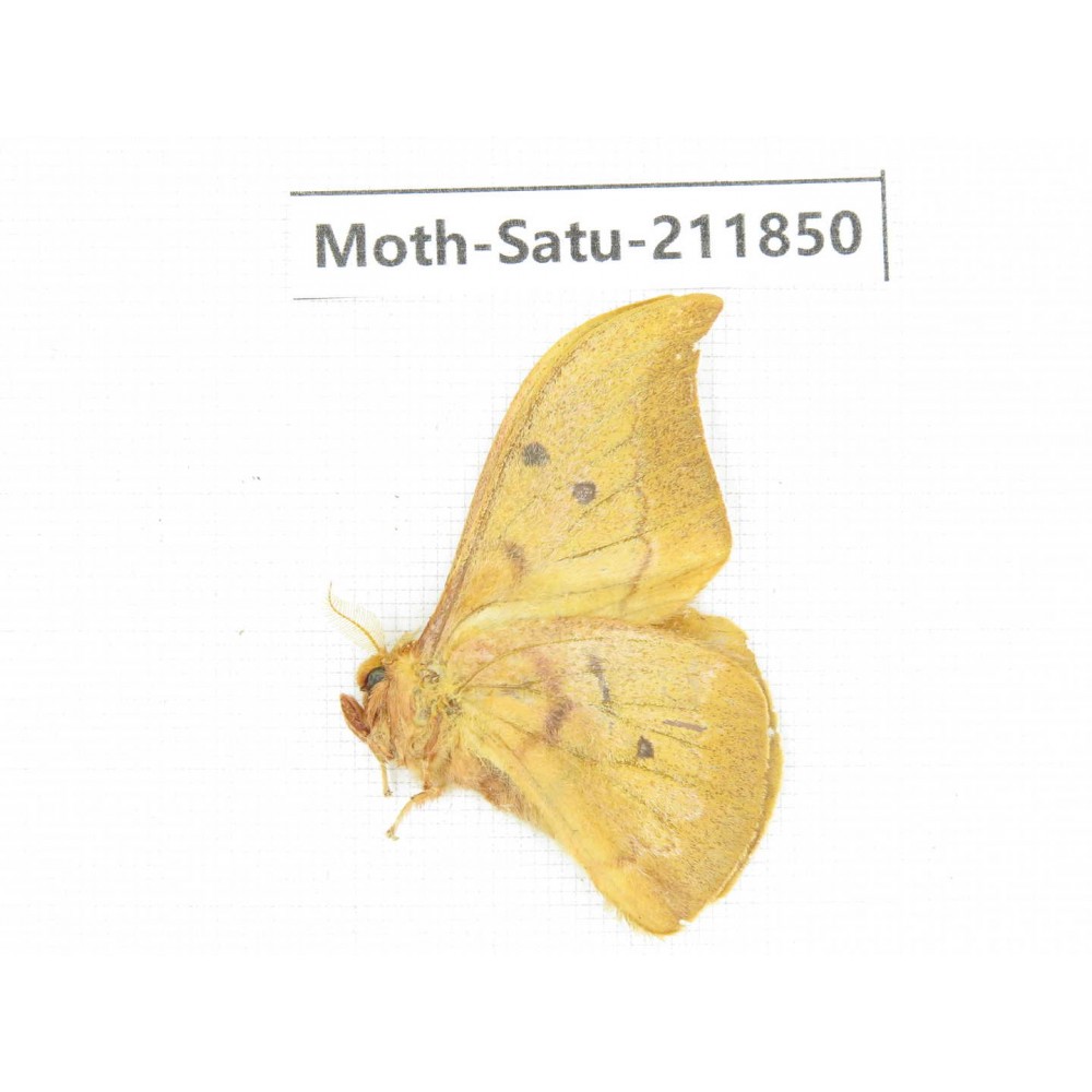 Saturniidae sp. China, Yunnan, Nujiang, N of Mt.Biluoxueshan.1Pcs. Moth-Satu-211850.