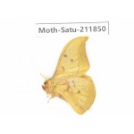 Saturniidae sp. China, Yunnan, Nujiang, N of Mt.Biluoxueshan.1Pcs. Moth-Satu-211850.