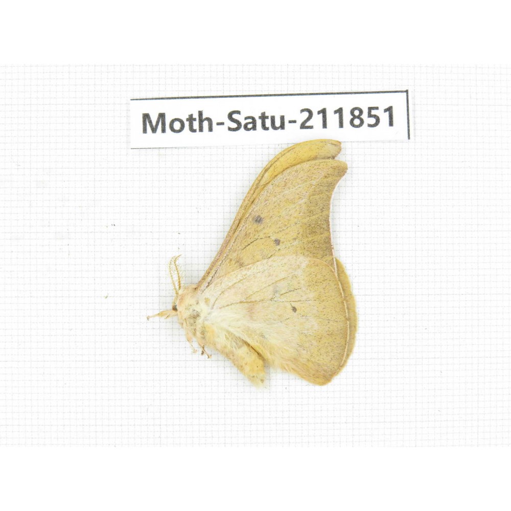 Saturniidae sp. China, Yunnan, Nujiang, N of Mt.Biluoxueshan.1Pcs. Moth-Satu-211851.