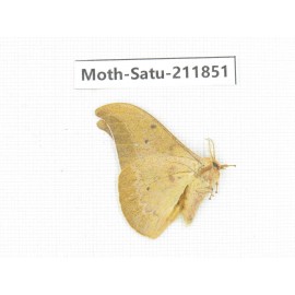 Saturniidae sp. China, Yunnan, Nujiang, N of Mt.Biluoxueshan.1Pcs. Moth-Satu-211851.