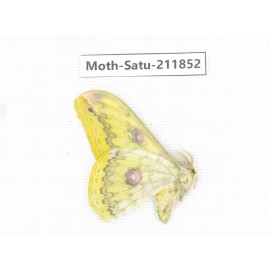 Saturniidae sp. China, Yunnan, Nujiang, N of Mt.Biluoxueshan.1Pcs. Moth-Satu-211852.