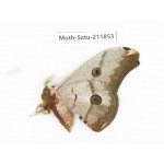 Saturniidae sp. China, Yunnan, Nujiang, N of Mt.Biluoxueshan.1Pcs. Moth-Satu-211853.