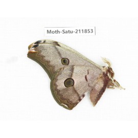 Saturniidae sp. China, Yunnan, Nujiang, N of Mt.Biluoxueshan.1Pcs. Moth-Satu-211853.