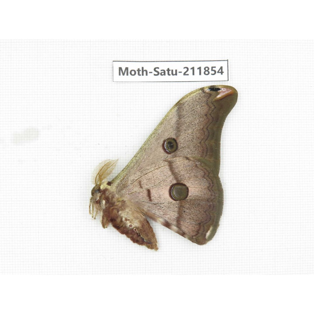 Saturniidae sp. China, Yunnan, Nujiang, N of Mt.Biluoxueshan.1Pcs. Moth-Satu-211854.