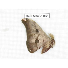 Saturniidae sp. China, Yunnan, Nujiang, N of Mt.Biluoxueshan.1Pcs. Moth-Satu-211854.