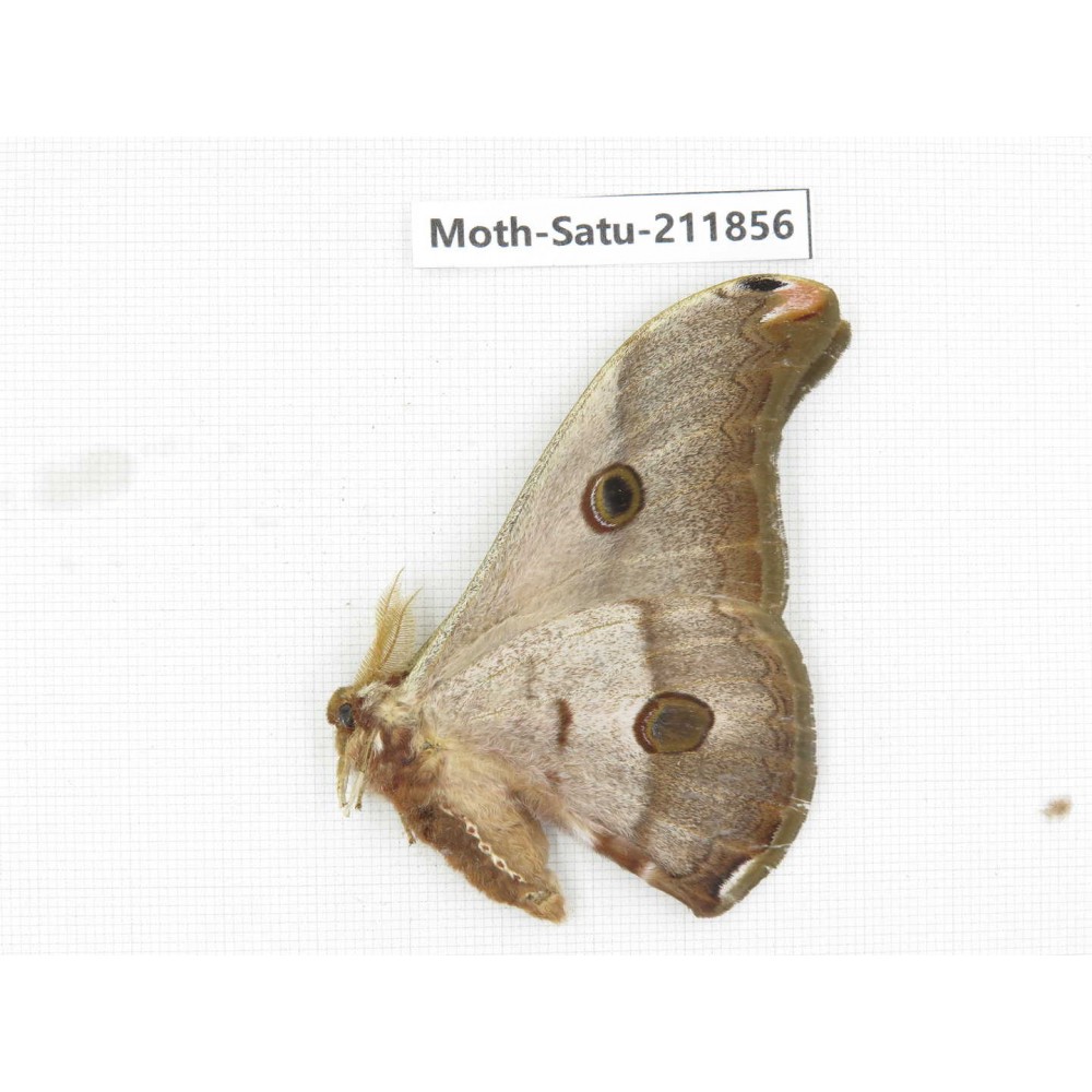 Saturniidae sp. China, Yunnan, Nujiang, N of Mt.Biluoxueshan.1Pcs. Moth-Satu-211856.