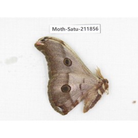 Saturniidae sp. China, Yunnan, Nujiang, N of Mt.Biluoxueshan.1Pcs. Moth-Satu-211856.