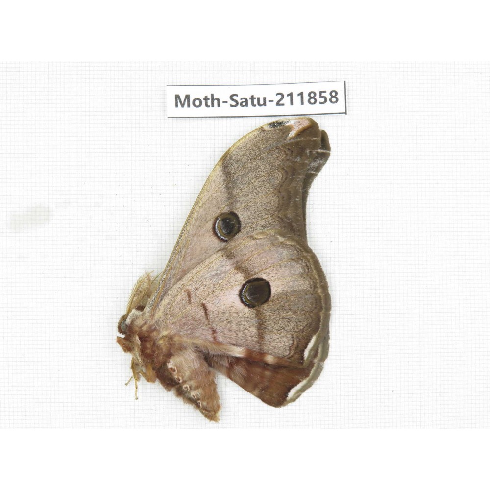 Saturniidae sp. China, Yunnan, Nujiang, N of Mt.Biluoxueshan.1Pcs. Moth-Satu-211858.