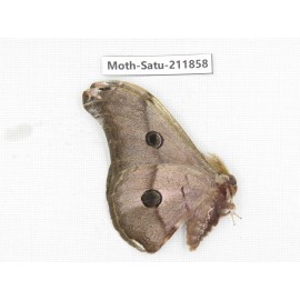 Saturniidae sp. China, Yunnan, Nujiang, N of Mt.Biluoxueshan.1Pcs. Moth-Satu-211858.