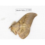 Saturniidae sp. China, Yunnan, Nujiang, N of Mt.Biluoxueshan.1Pcs. Moth-Satu-211883.