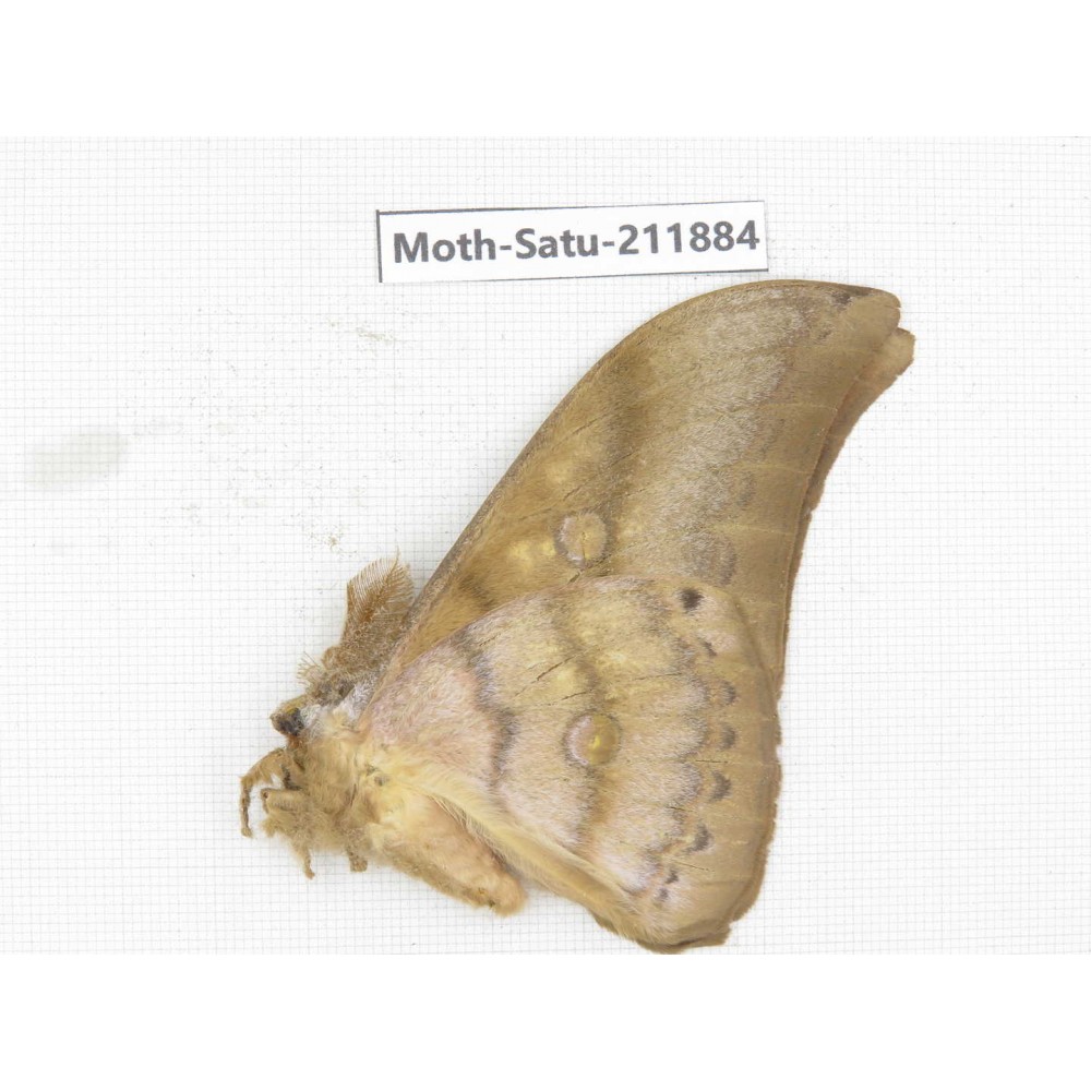 Saturniidae sp. China, Yunnan, Nujiang, N of Mt.Biluoxueshan.1Pcs. Moth-Satu-211884.