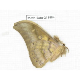 Saturniidae sp. China, Yunnan, Nujiang, N of Mt.Biluoxueshan.1Pcs. Moth-Satu-211884.