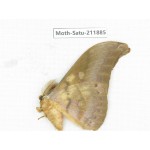 Saturniidae sp. China, Yunnan, Nujiang, N of Mt.Biluoxueshan.1Pcs. Moth-Satu-211885.