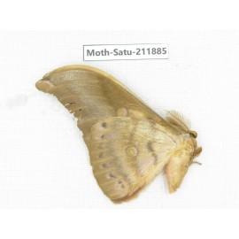Saturniidae sp. China, Yunnan, Nujiang, N of Mt.Biluoxueshan.1Pcs. Moth-Satu-211885.
