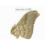 Saturniidae sp. China, Yunnan, Nujiang, N of Mt.Biluoxueshan.1Pcs. Moth-Satu-211886.