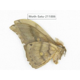 Saturniidae sp. China, Yunnan, Nujiang, N of Mt.Biluoxueshan.1Pcs. Moth-Satu-211886.