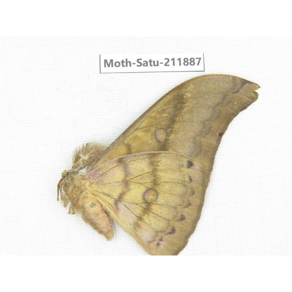 Saturniidae sp. China, Yunnan, Nujiang, N of Mt.Biluoxueshan.1Pcs. Moth-Satu-211887.