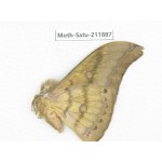 Saturniidae sp. China, Yunnan, Nujiang, N of Mt.Biluoxueshan.1Pcs. Moth-Satu-211887.