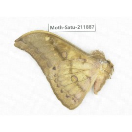 Saturniidae sp. China, Yunnan, Nujiang, N of Mt.Biluoxueshan.1Pcs. Moth-Satu-211887.
