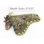 Caligula anna ssp. China, Yunnan, Wenshan, Maguan county. 1M. Moth-Satu-21537.
