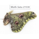 Caligula anna ssp. China, Yunnan, Wenshan, Maguan county. 1M. Moth-Satu-21538.
