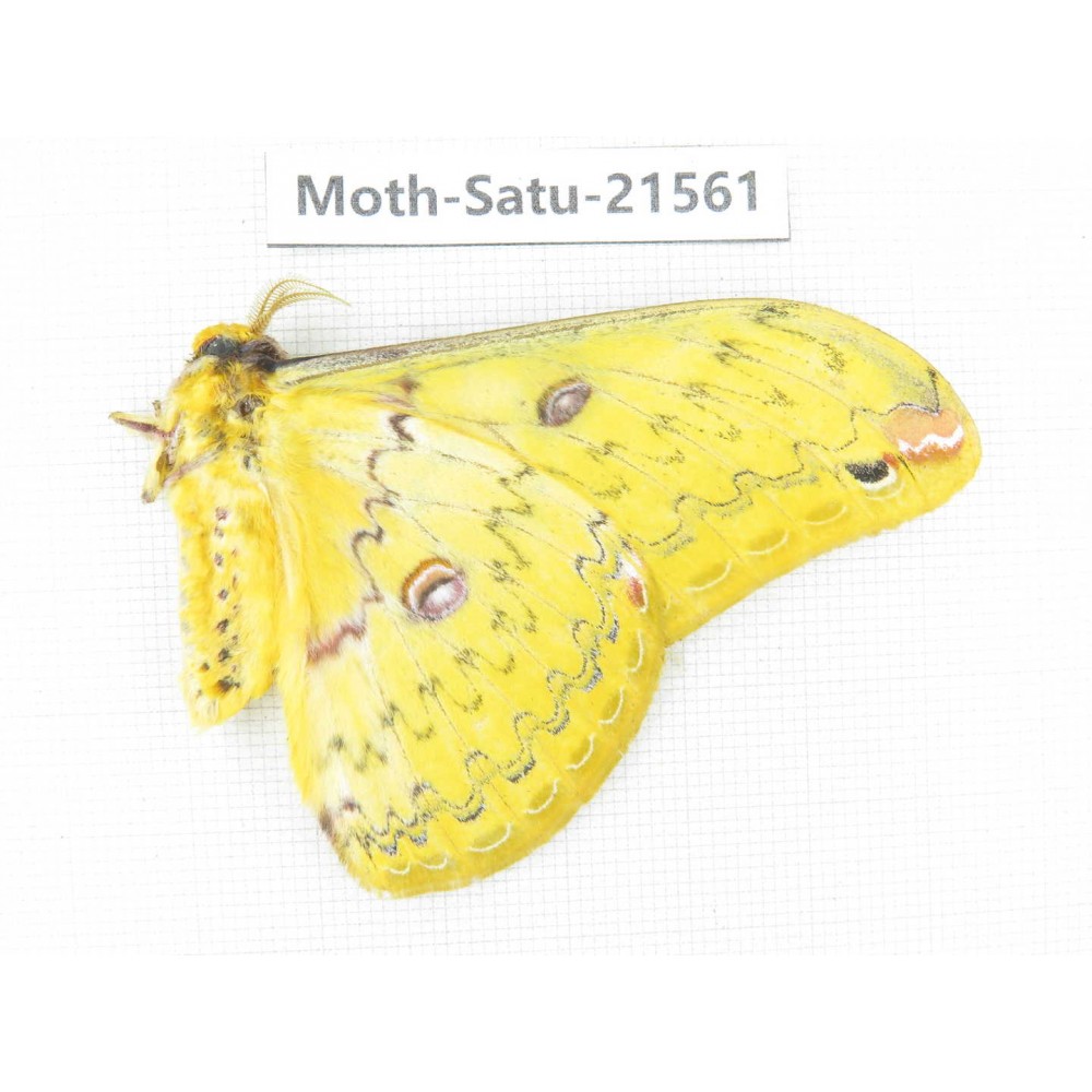 Loepa katinka ssp. China, Yunnan, Wenshan, Maguan county. 1M. Moth-Satu-21561.