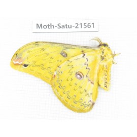 Loepa katinka ssp. China, Yunnan, Wenshan, Maguan county. 1M. Moth-Satu-21561.