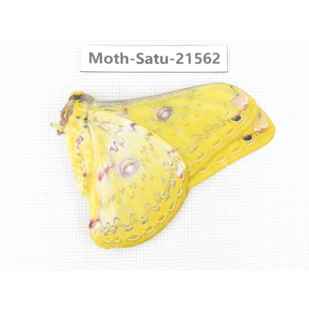 Loepa katinka ssp. China, Yunnan, Wenshan, Maguan county. 1M. Moth-Satu-21562.