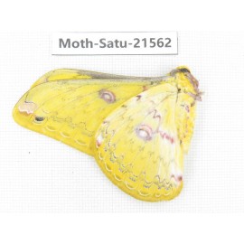 Loepa katinka ssp. China, Yunnan, Wenshan, Maguan county. 1M. Moth-Satu-21562.