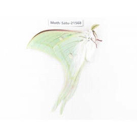 Actias selene ssp. China, Yunnan, Wenshan, Maguan county. 1M. Moth-Satu-21568.