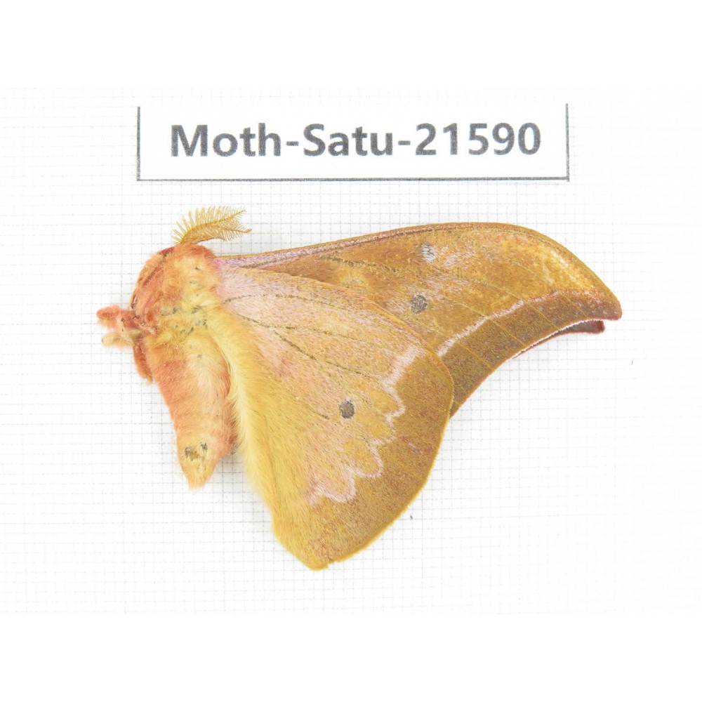 Cricula andrei. China, Yunnan, Wenshan, Maguan county. 1M. Moth-Satu-21590.