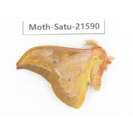Cricula andrei. China, Yunnan, Wenshan, Maguan county. 1M. Moth-Satu-21590.