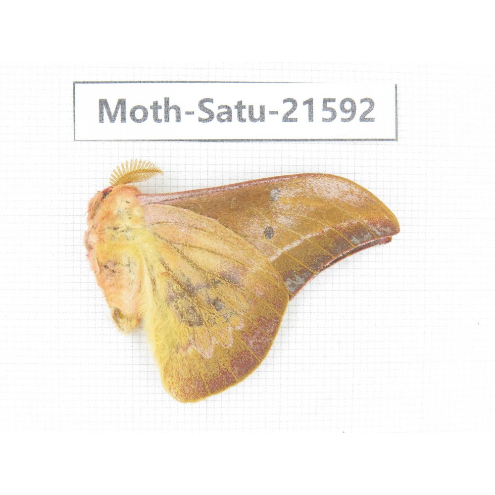 Cricula andrei. China, Yunnan, Wenshan, Maguan county. 1M. Moth-Satu-21592.