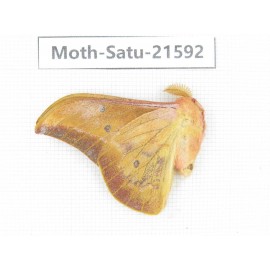 Cricula andrei. China, Yunnan, Wenshan, Maguan county. 1M. Moth-Satu-21592.