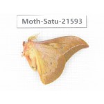 Cricula andrei. China, Yunnan, Wenshan, Maguan county. 1M. Moth-Satu-21593.