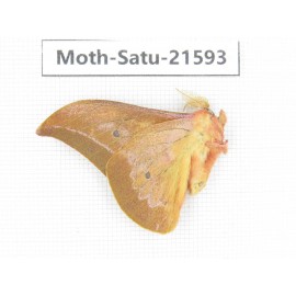 Cricula andrei. China, Yunnan, Wenshan, Maguan county. 1M. Moth-Satu-21593.