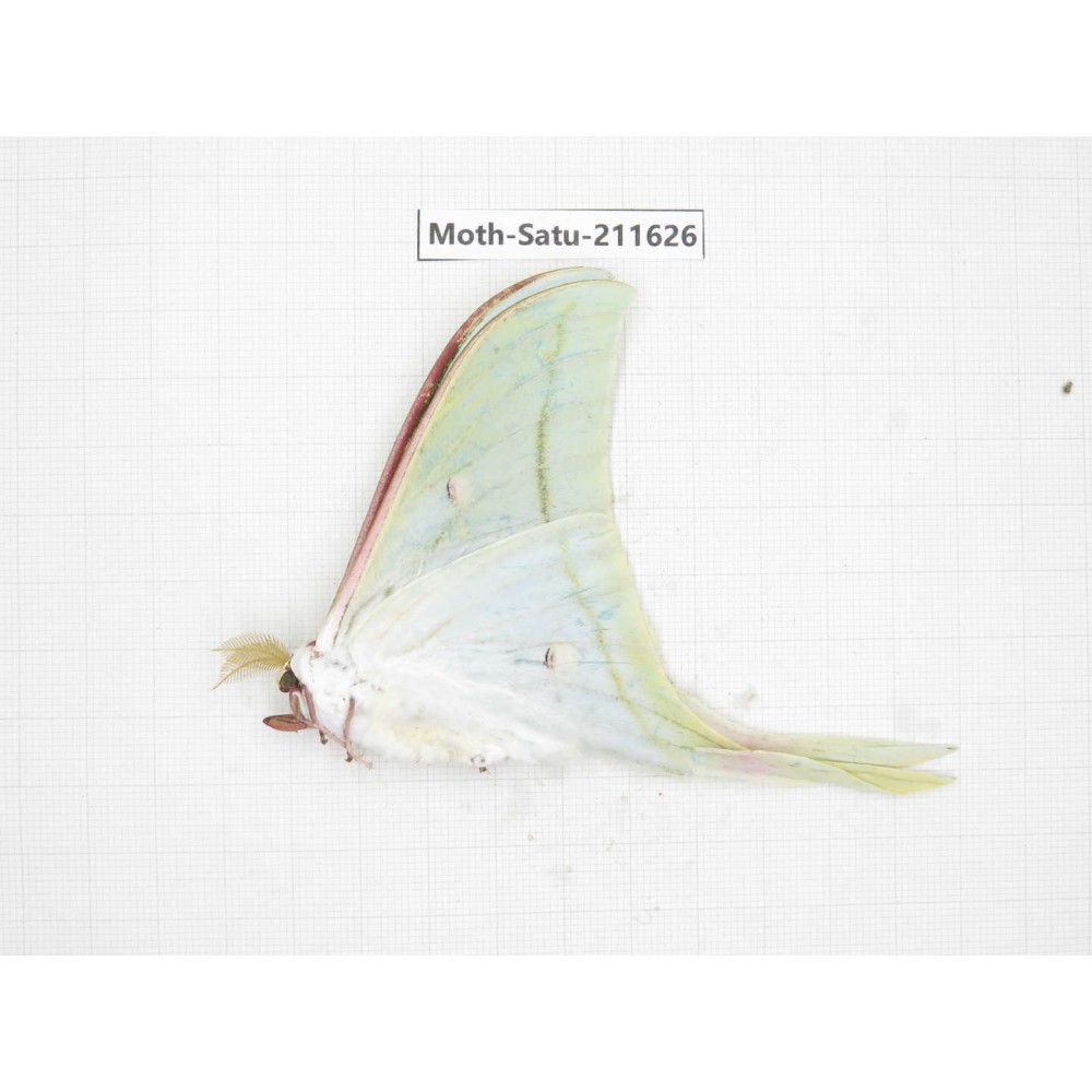Cricula andrei. China, Yunnan, Zhaotong area, Yiliang county. 1Pcs. Moth-Satu-211626.