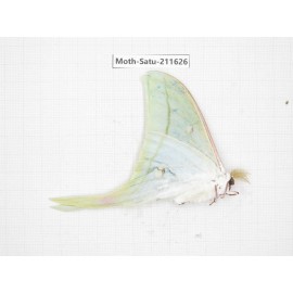 Cricula andrei. China, Yunnan, Zhaotong area, Yiliang county. 1Pcs. Moth-Satu-211626.