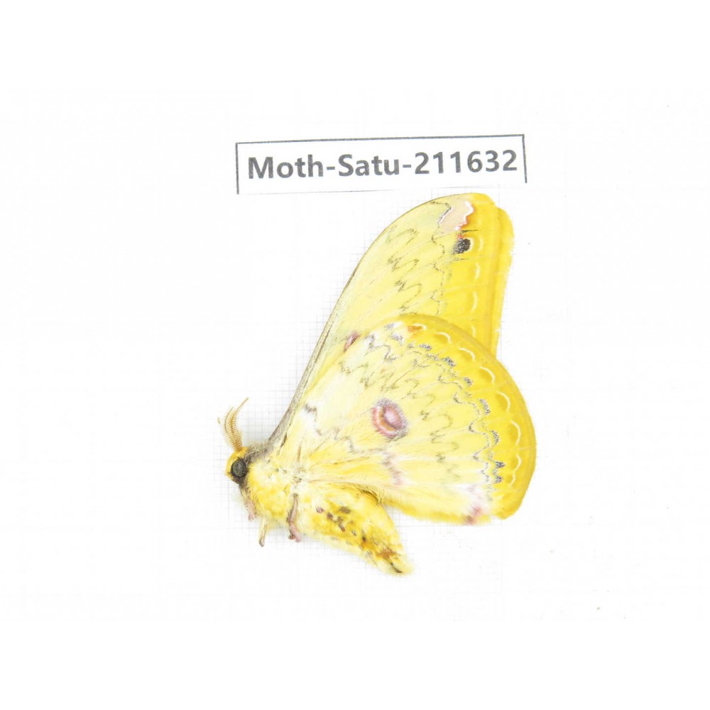 Cricula andrei. China, Yunnan, Zhaotong area, Yiliang county. 1Pcs. Moth-Satu-211632.