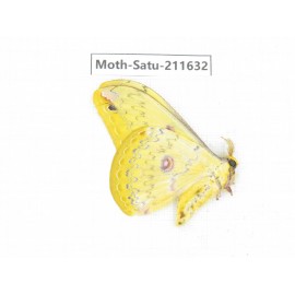 Cricula andrei. China, Yunnan, Zhaotong area, Yiliang county. 1Pcs. Moth-Satu-211632.