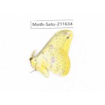 Cricula andrei. China, Yunnan, Zhaotong area, Yiliang county. 1Pcs. Moth-Satu-211634.