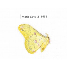 Cricula andrei. China, Yunnan, Zhaotong area, Yiliang county. 1Pcs. Moth-Satu-211635.