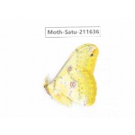 Cricula andrei. China, Yunnan, Zhaotong area, Yiliang county. 1Pcs. Moth-Satu-211636.
